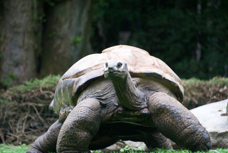 Seychellen-Riesenschildkröte