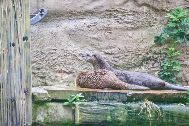 Kanadischer Fischotter